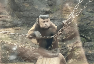 笑喷：绍兴动物园“国字脸猴”火了