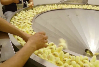 每年70亿只小鸡刚出生就排队进入粉碎机做猫粮