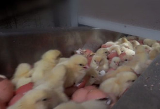 每年70亿只小鸡刚出生就排队进入粉碎机做猫粮