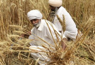 印度突然宣布禁止小麦出口，这个决定影响谁？
