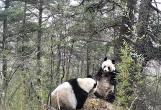 四川黄龙拍到野生熊猫决斗 它们在抢老婆