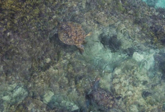 这张海龟上岸产卵的照片 让人太揪心