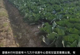 上海几十万斤蔬菜烂地里？团购10元一斤