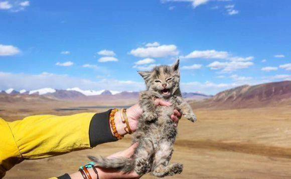 在海拔5千米的地方捡了只猫,网友:这看着像雪豹啊?得报110了_西藏旅游_小猫_体质