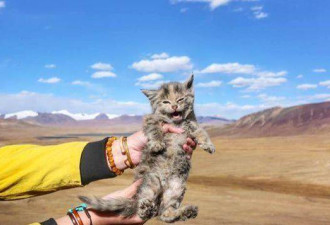 在海拔5千米的地方捡了只猫 看着像雪豹啊
