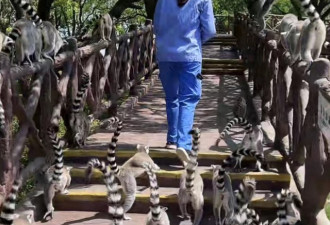 上海动物园 近万只动物直播间与游客见面