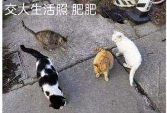学生逗猫遭上海交大通报批评 网络炮轰
