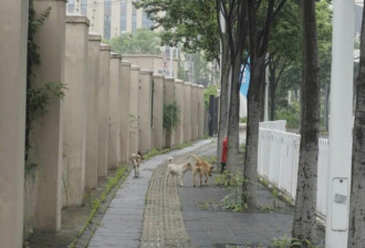 上海逐步解封下,普通人记录下的放风4小时