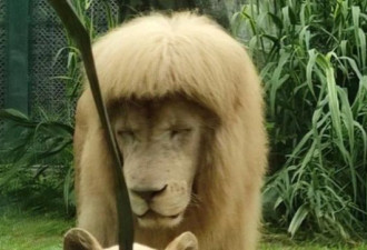 笑喷：雄狮浏海新发型爆红 动物园：自己打理的