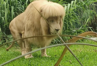 狮子今换“大背头” 动物园有新说法
