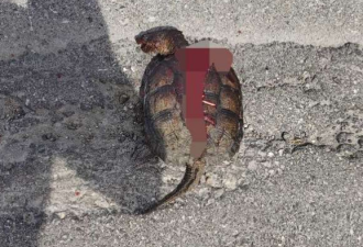 围观！安省华人路上捡了一只死乌龟 拿回家炖了