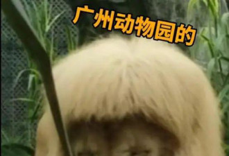 “齐刘海”狮子上热搜！广州动物园回应