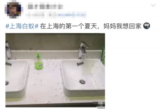 上海疫情导致错过最佳蚊蝇控制时期？