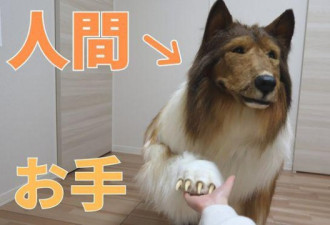 日本男子花费10万将自己变成了一只狗