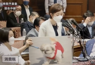 冲上热搜 日本议员在国会上掏出狗照