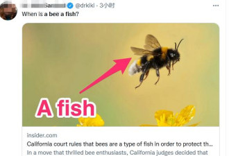 加州法官裁定&quot;大黄蜂是鱼类&quot;,引起热议