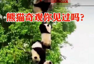 27只四川大熊猫躲地震爬上同一棵树…
