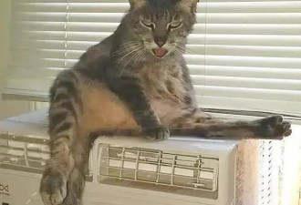 猫咪“中暑”的表现，铲屎官知道吗？