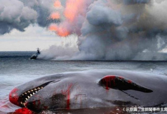 俄军声纳夺命 海豚大量曝尸黑海海岸