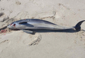 俄军声纳夺命 海豚大量曝尸黑海海岸