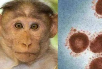 美猴痘病毒基因组惊现第二分支：现有两波疫情