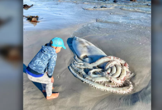 南非海滩出现3.5米长巨型鱿鱼尸体