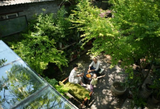 夫妻在家造植物园：200㎡四合院有600多种植物