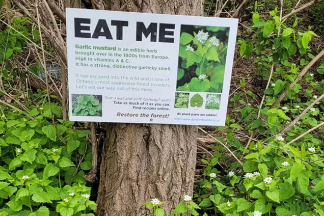 There's an invasive weed taking over Toronto right now that's actually  delicious