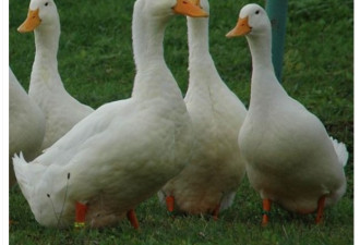 禽流感摧毁加拿大鸭业90%总货量 现靠欧洲鸭重建供应链