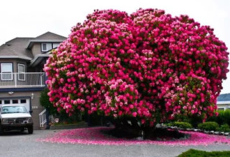 全世界最美的树就长在BC省民家门口，一眼就被迷住！