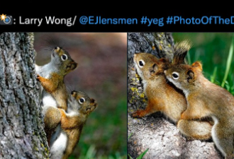 爆笑！加拿大华裔摄影师照片走红！松鼠&quot;拥抱&quot;萌照太写实！