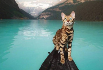 主人带着豹猫一起旅行，这画面太美了，真让人羡慕！
