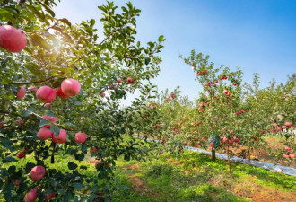 陕西苹果地果农:一亩地收入不到2000元