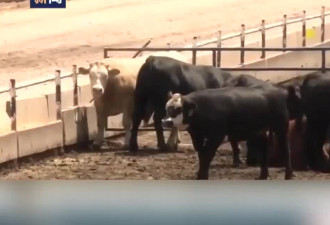 美堪萨斯州遭热浪侵袭 超2000头牛因高温天气死亡