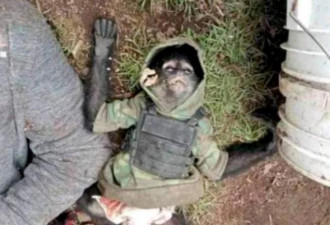 警察打死11名毒贩和一宠物猴 穿着防弹衣