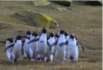10只企鹅追蝴蝶 肉肉上下甩 影片超魔性