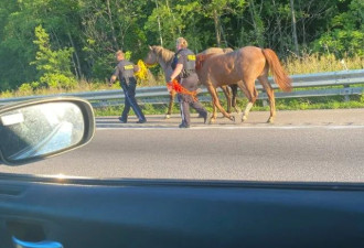 安省Hwy401上两匹马狂奔：司机吓傻！高速紧急封锁！