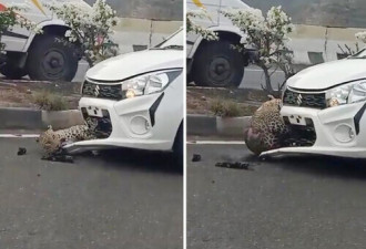 一只豹子在高速公路上被撞 卡在汽车保险杠上