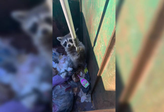 【视频】多伦多浣熊偷食物困垃圾箱 结局反转爆笑