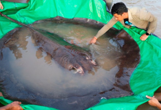 渔民捕到近300公斤重黄貂鱼 成世界最大淡水鱼