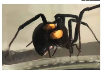加拿大女子从Costco买的葡萄里，突然窜出黑寡妇蜘蛛！
