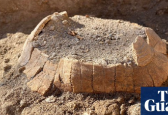 活埋2000年 庞贝古城挖出怀孕乌龟