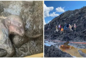 轰动！加拿大发现3万年前的猛犸象宝宝 冻成木乃伊
