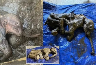 轰动！加拿大发现3万年前的猛犸象宝宝 冻成木乃伊