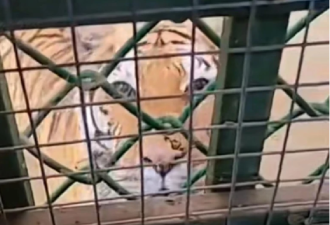 上个厕所被老虎盯著 满满压迫感! 动物园：这是特色