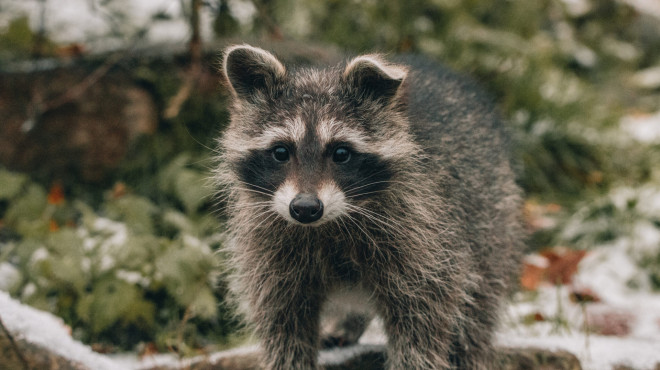 You can be a trash panda in this upcoming Toronto-made game