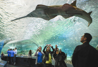 多伦多人福利：水族馆动物园博物馆门票统统能免费领！