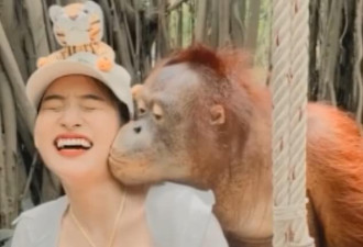 泰国动物园女游客跟猩猩合影 被猩猩亲吻揉胸