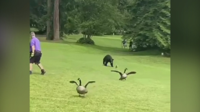 This screenshot from a video posted online shows a black bear on the pitch and putt course at a busy Metro Vancouver Park.