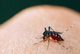 “为何蚊子老是叮我” 科学家找到原因